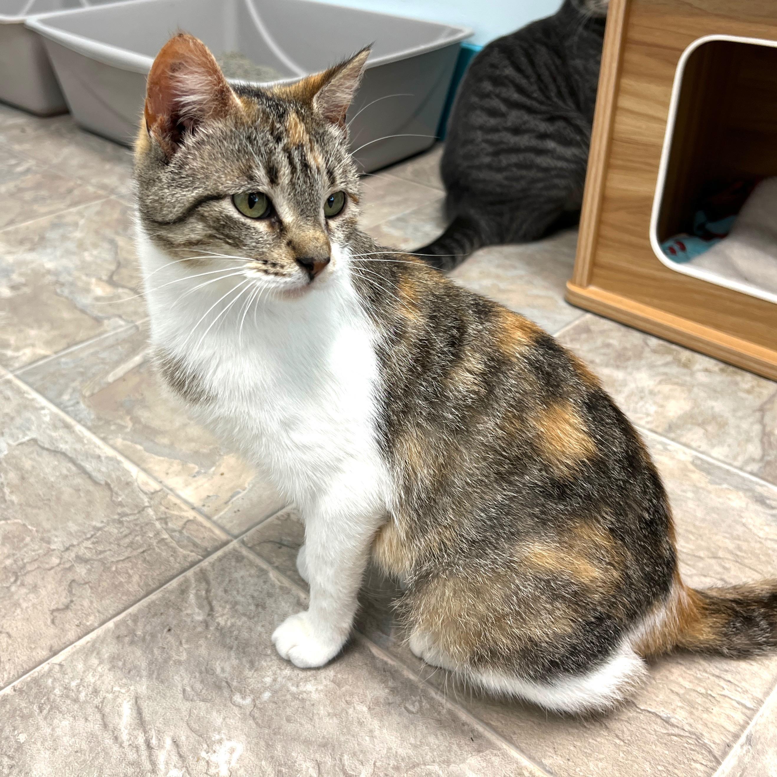 Enlarge Egypt - ADOPTION PENDING!, an adopted Calico in Grand Rapids, MI image 4/6