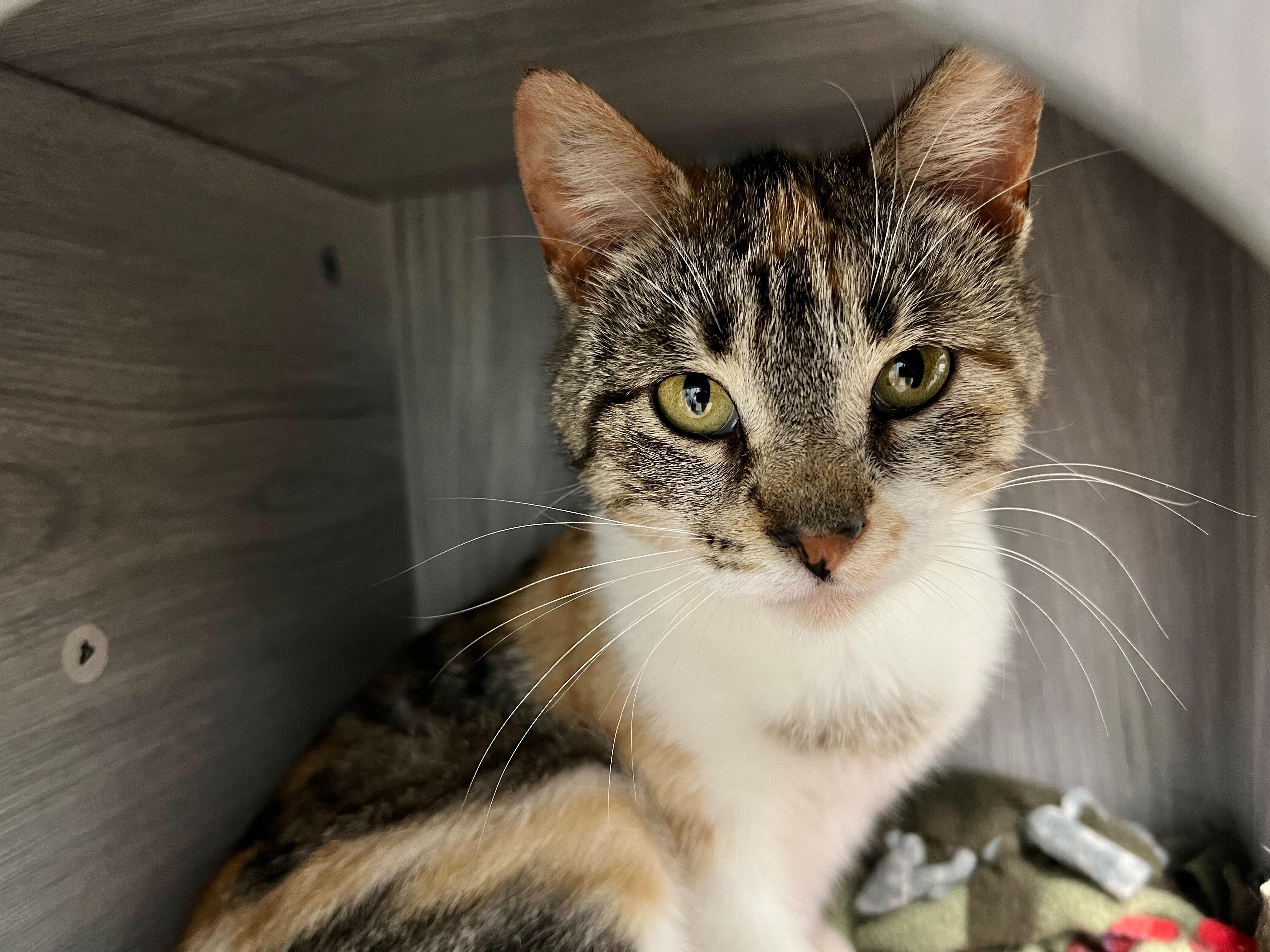 Enlarge Egypt - ADOPTION PENDING!, an adopted Calico in Grand Rapids, MI image 2/6