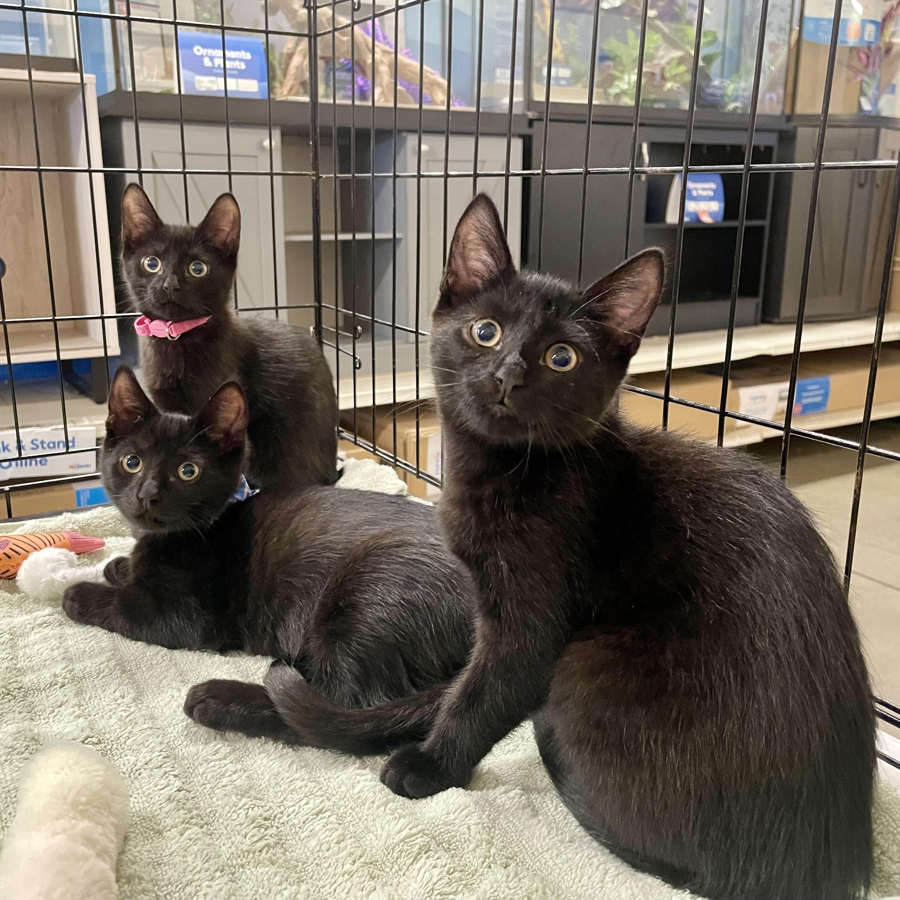 JETT, TEDDY & OLIVIA, a ADOPTABLE Domestic Short Hair in Hamilton, NJ image 1/6