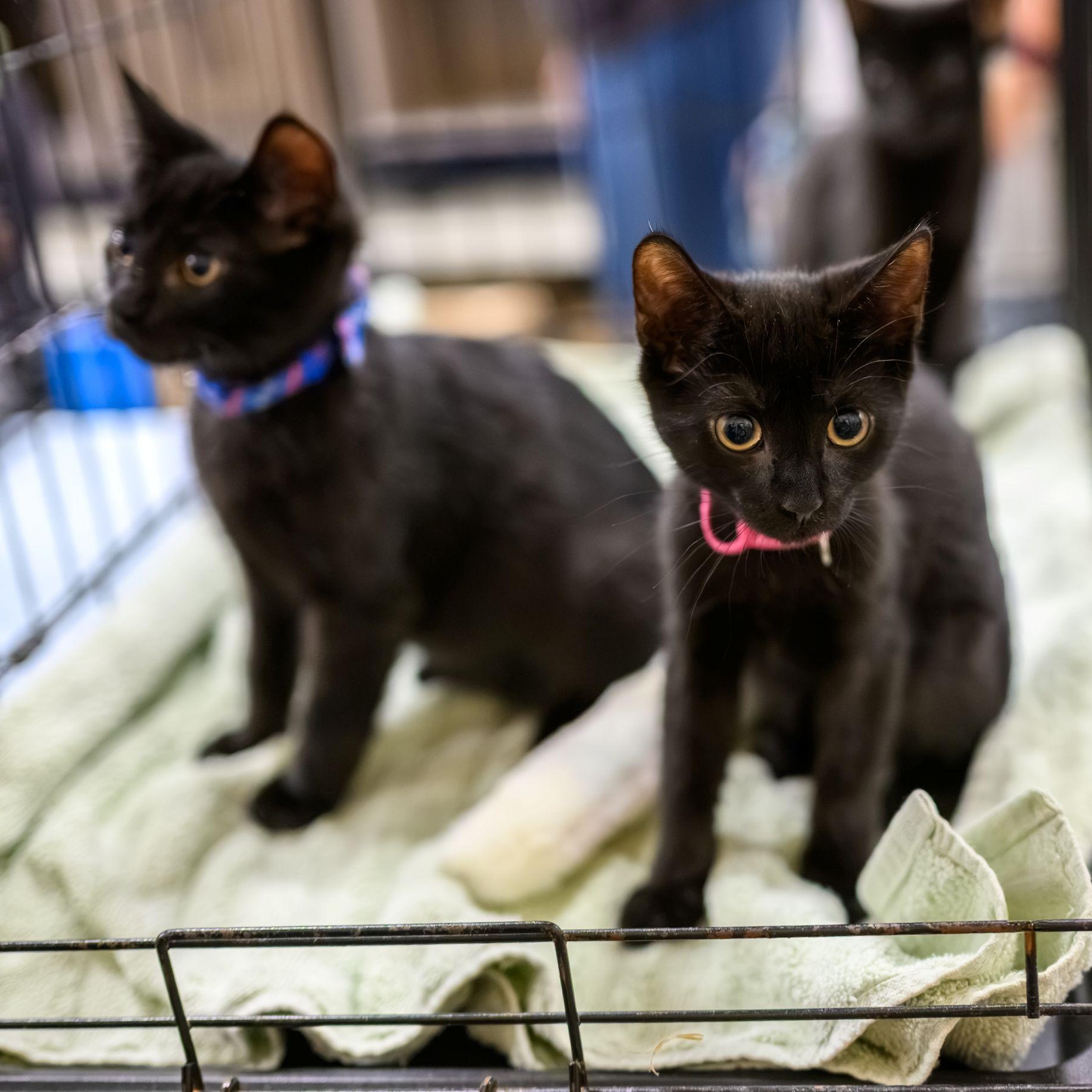 JETT, TEDDY & OLIVIA, a ADOPTABLE Domestic Short Hair in Hamilton, NJ image 4/6