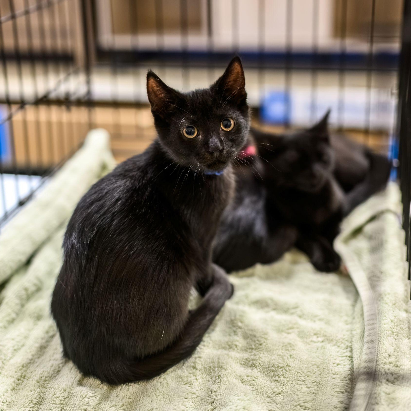 JETT, TEDDY & OLIVIA, a ADOPTABLE Domestic Short Hair in Hamilton, NJ image 5/6