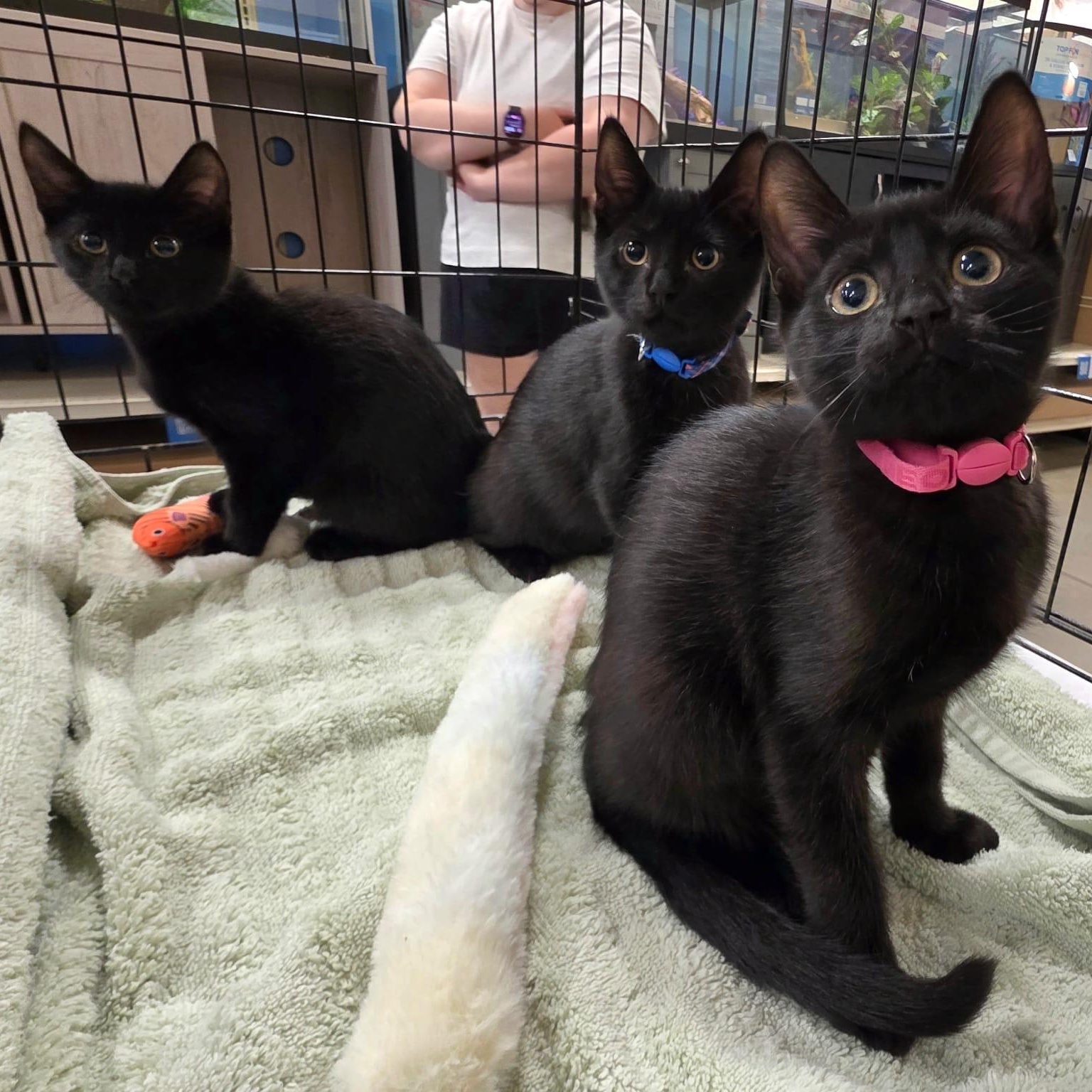 JETT, TEDDY & OLIVIA, a ADOPTABLE Domestic Short Hair in Hamilton, NJ image 3/6