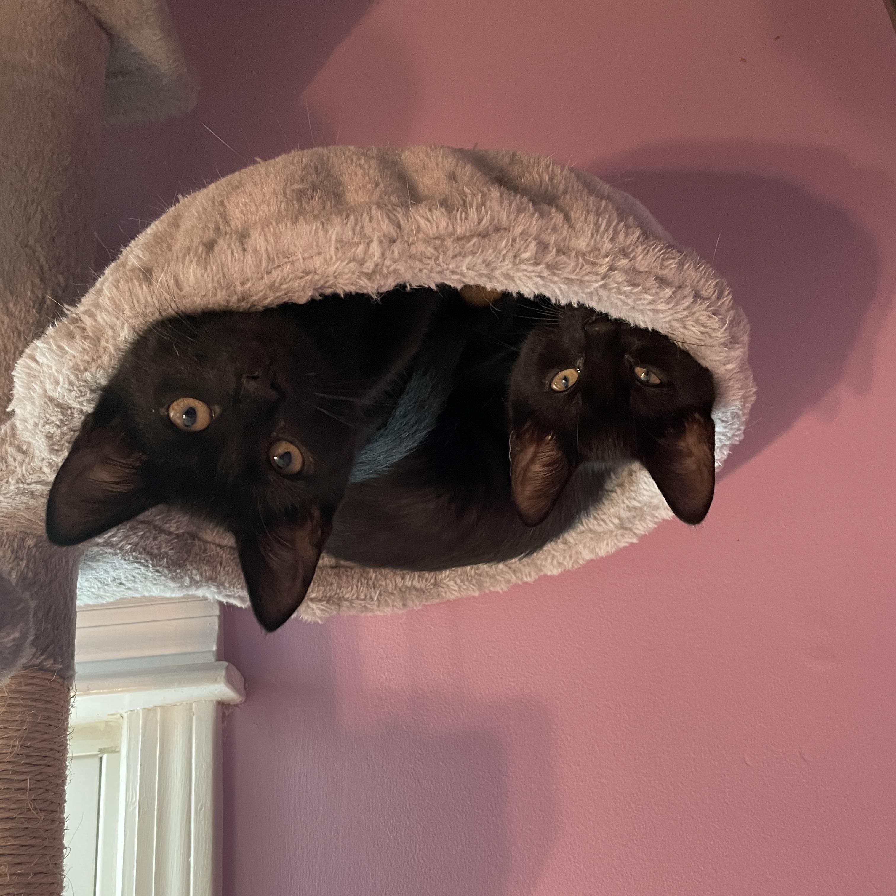 JETT, TEDDY & OLIVIA, a ADOPTABLE Domestic Short Hair in Hamilton, NJ image 6/6