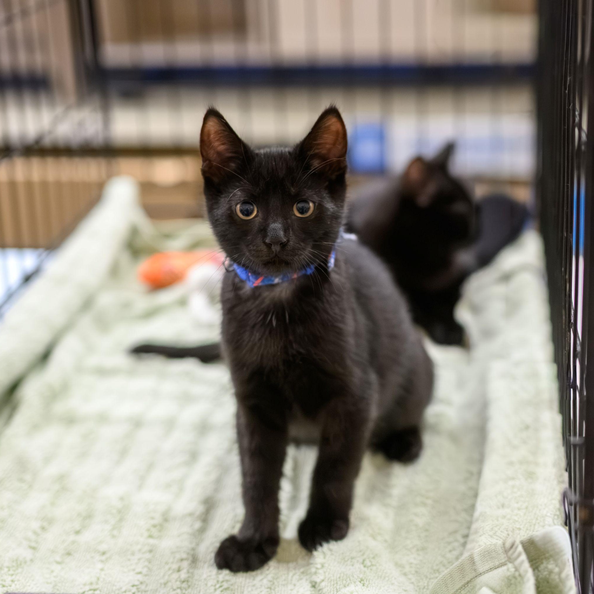 JETT, TEDDY & OLIVIA, a ADOPTABLE Domestic Short Hair in Hamilton, NJ image 2/6