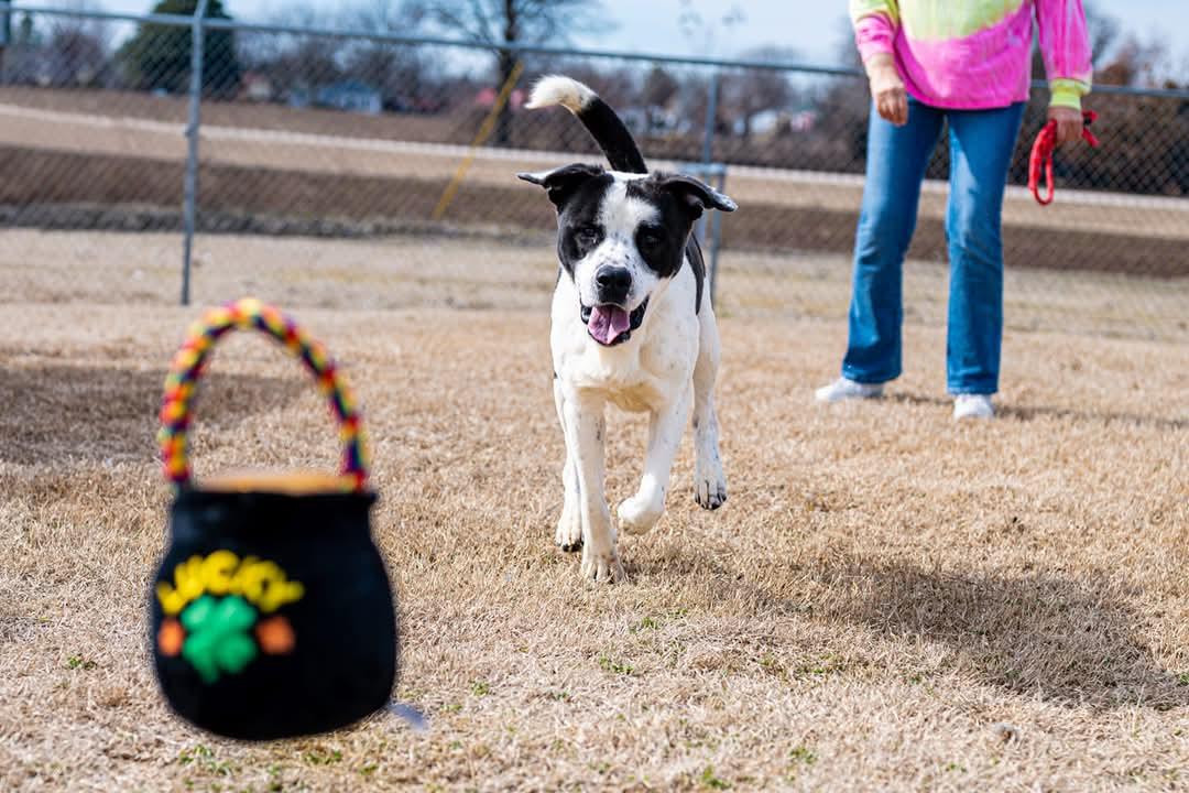 Enlarge Crockett, a Adopted mixed breed in Malden, MO image 1/3