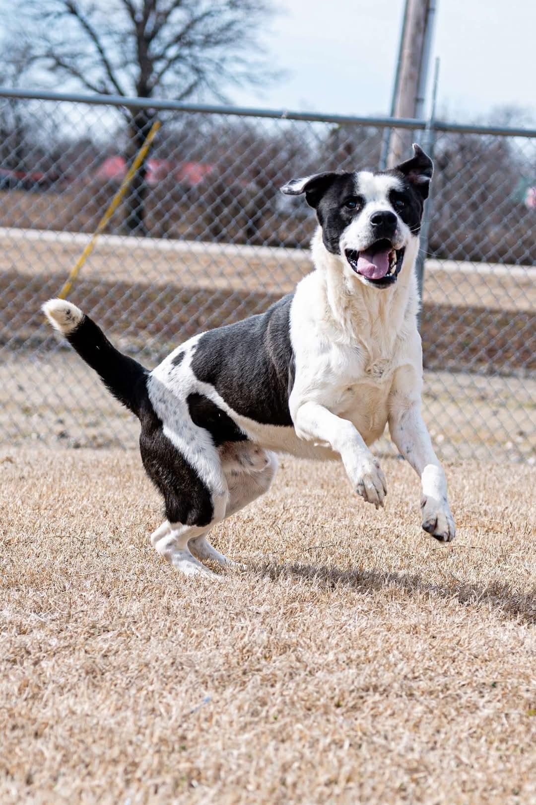 Enlarge Crockett, a Adopted mixed breed in Malden, MO image 2/3