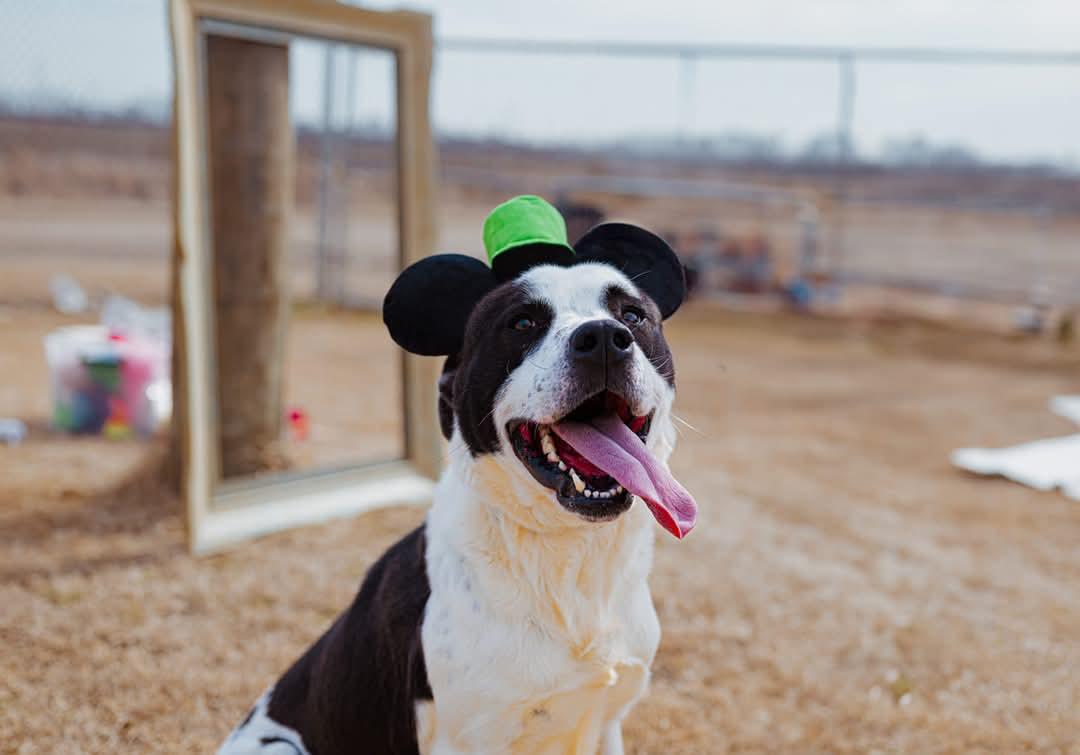 Enlarge Crockett, a Adopted mixed breed in Malden, MO image 3/3