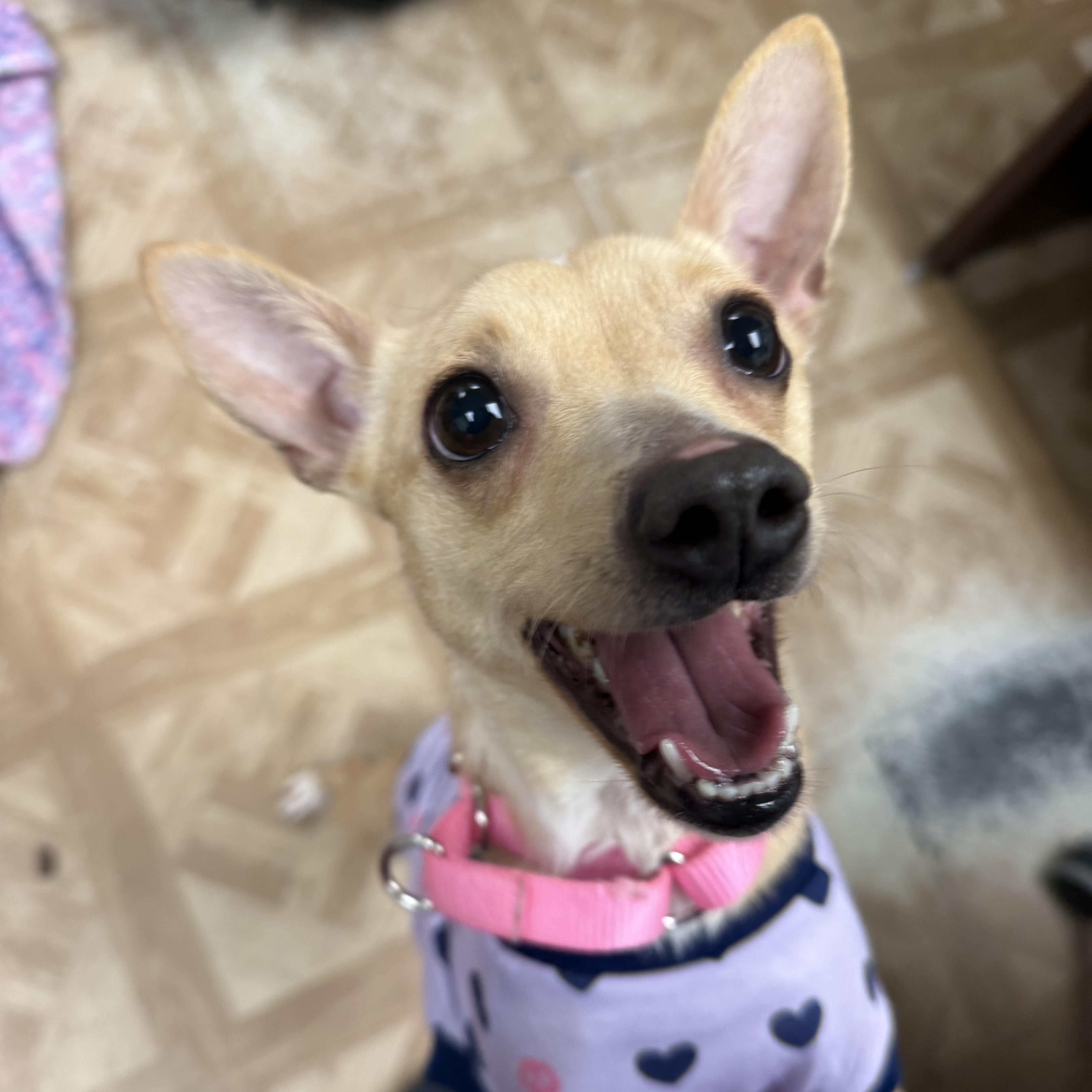 Luna, a ADOPTABLE mixed breed in Worcester, MA image 4/4