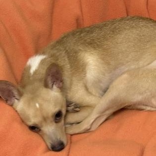 Enlarge Luna, a ADOPTABLE mixed breed in Worcester, MA image 2/2