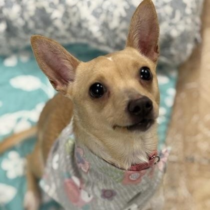 Luna, ADOPTABLE, Adult Female Chihuahua.