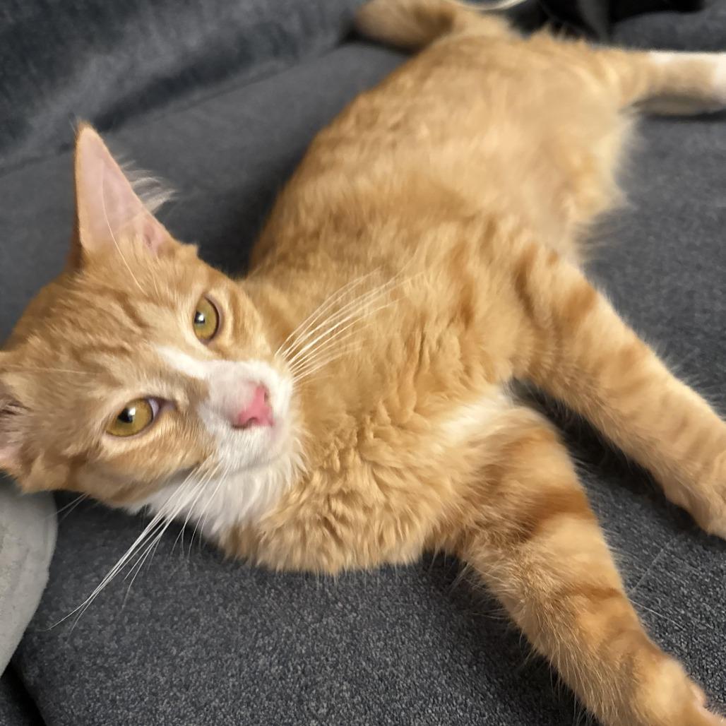 Pumpkin — thumbnail 2