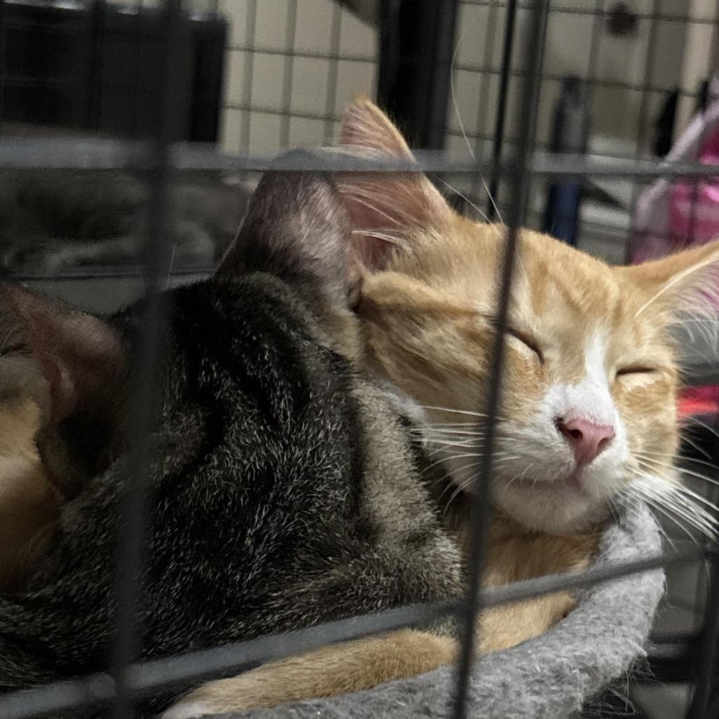 Pumpkin — thumbnail 3