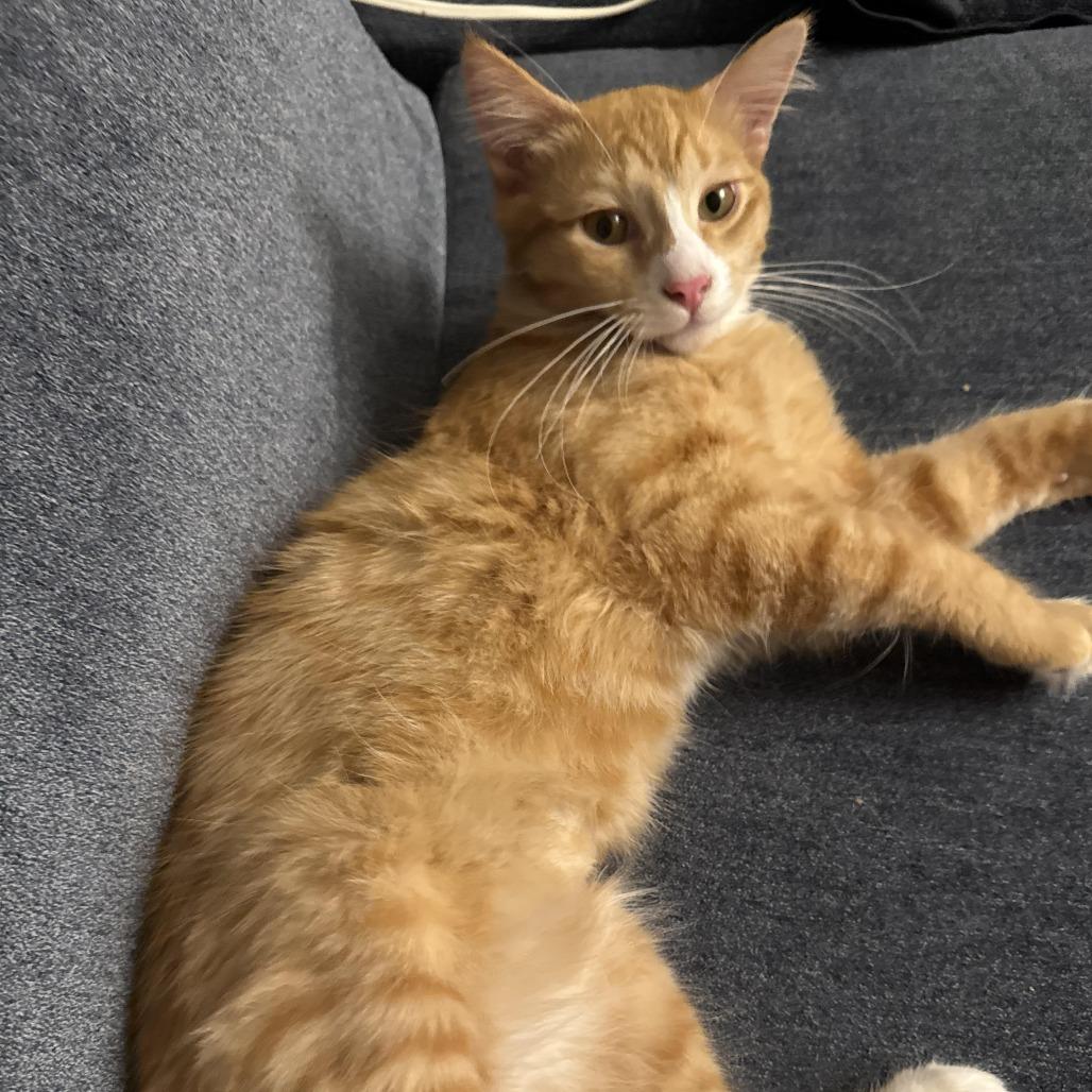 Pumpkin — thumbnail 4