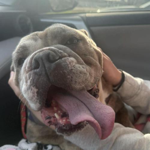 Barley, Adoptable, Adult Female English Bulldog & English Bulldog.