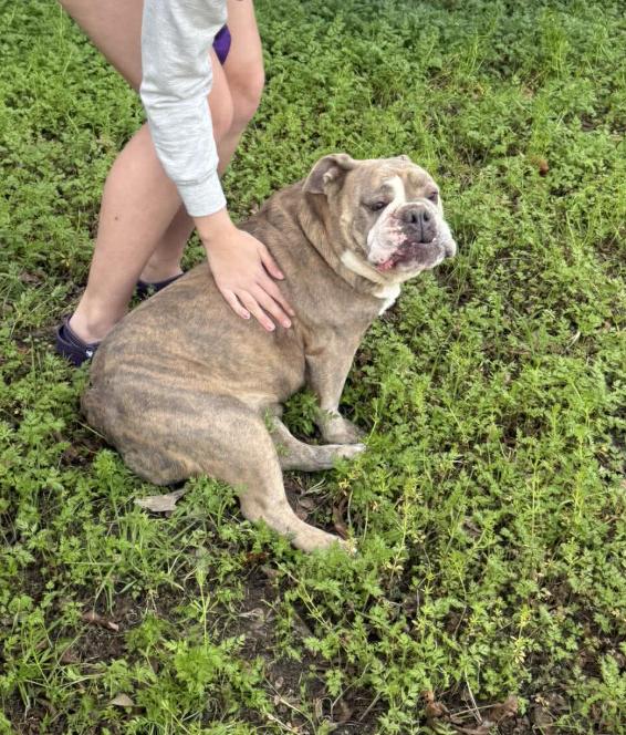 Enlarge Barley, a Adoptable mixed breed in Austin, TX image 2/4