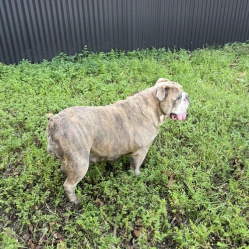 Enlarge Barley, a Adoptable mixed breed in Austin, TX image 3/4