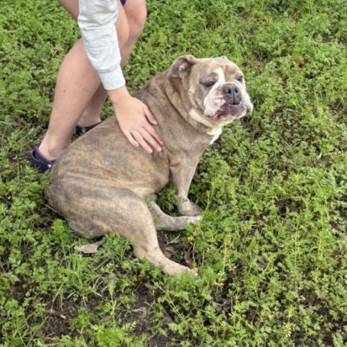 Enlarge Barley, a Adoptable mixed breed in Austin, TX image 4/4