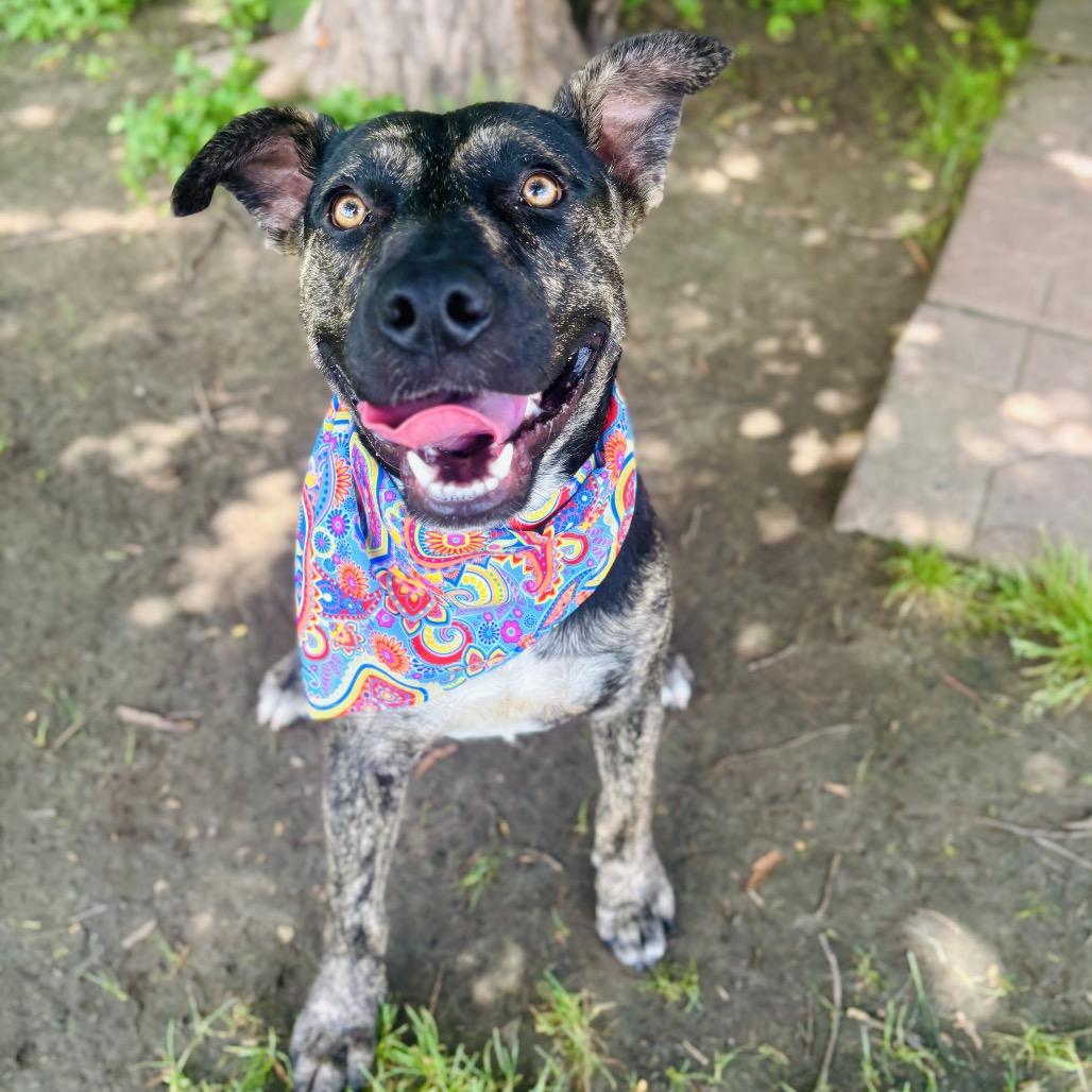 Rottie 26-05-053, Adoptable, Adult Male Pit Bull Terrier & Mixed Breed.