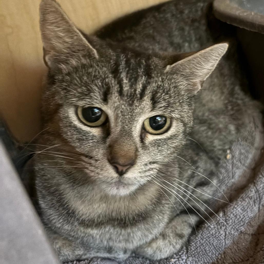 Meryl, Adoptable, Young Female Domestic Short Hair.