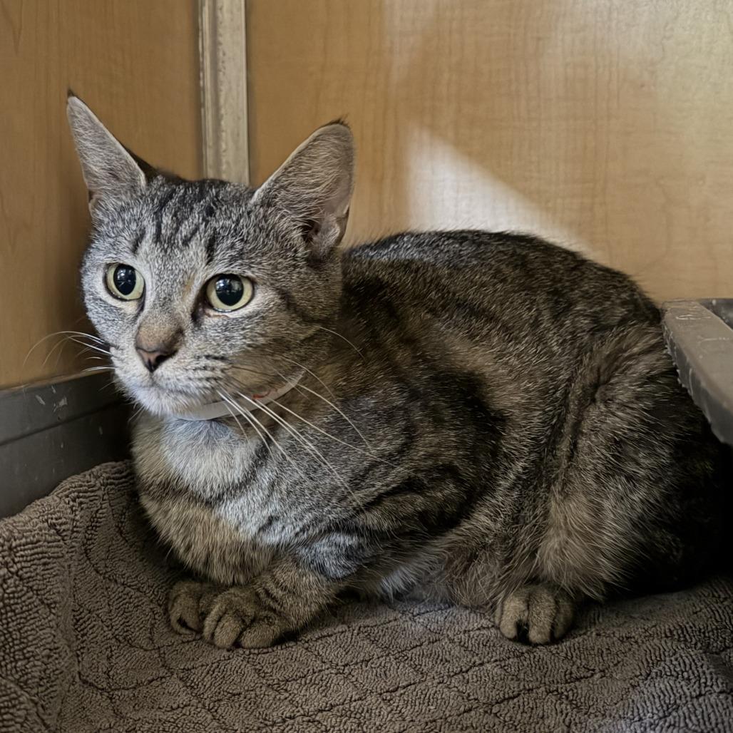 Meryl, a Adoptable Domestic Short Hair in Chesapeake, VA image 2/4