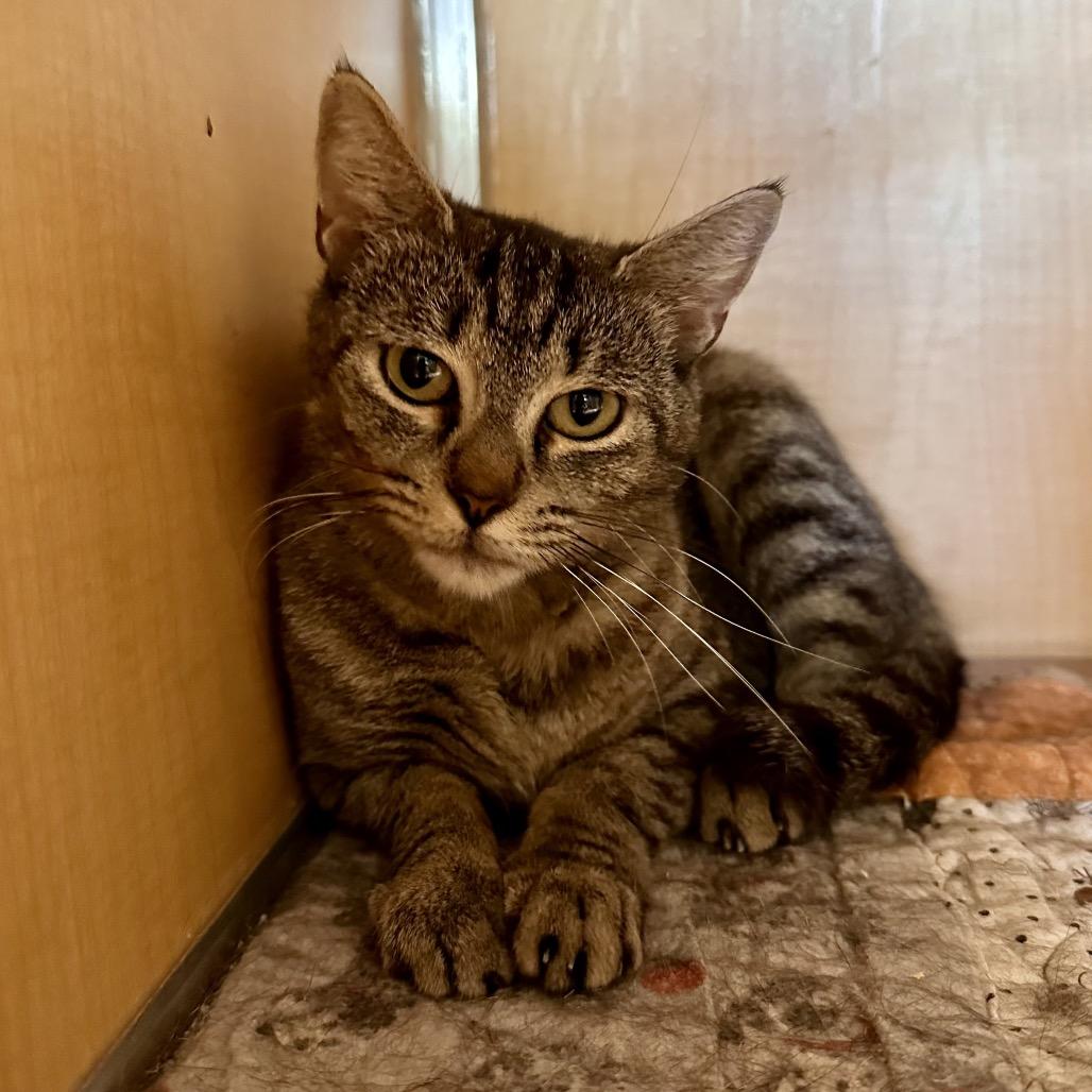 Meryl, a Adoptable Domestic Short Hair in Chesapeake, VA image 3/4