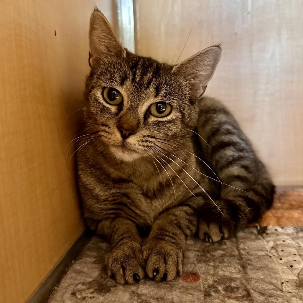 Meryl, a Adoptable Domestic Short Hair in Chesapeake, VA image 4/4