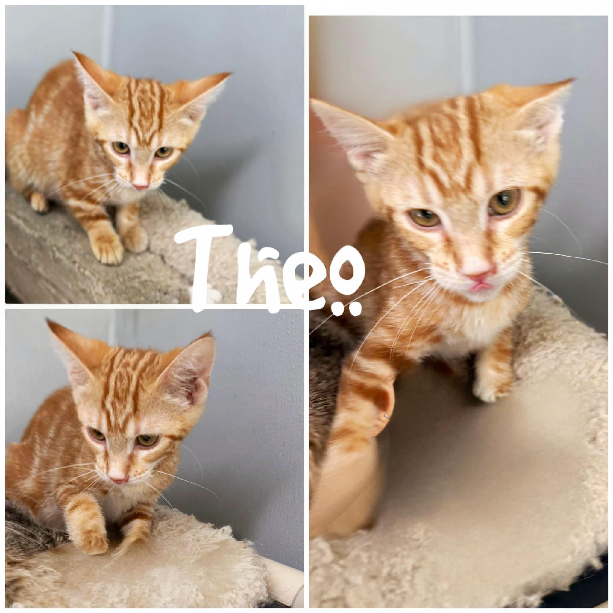 Theo, Adoptable, Young Male Domestic Short Hair.