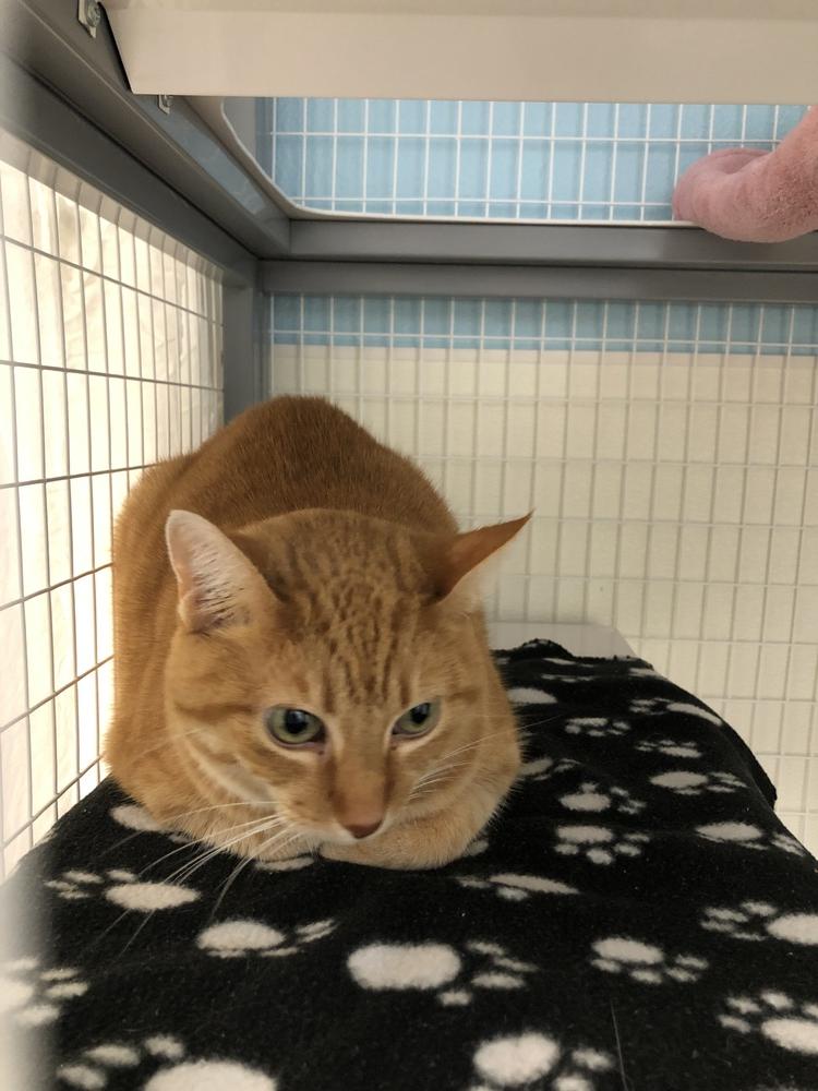 Enlarge Kitty LeAnne, a Adoptable mixed breed in Fort Walton Beach, FL image 1/1