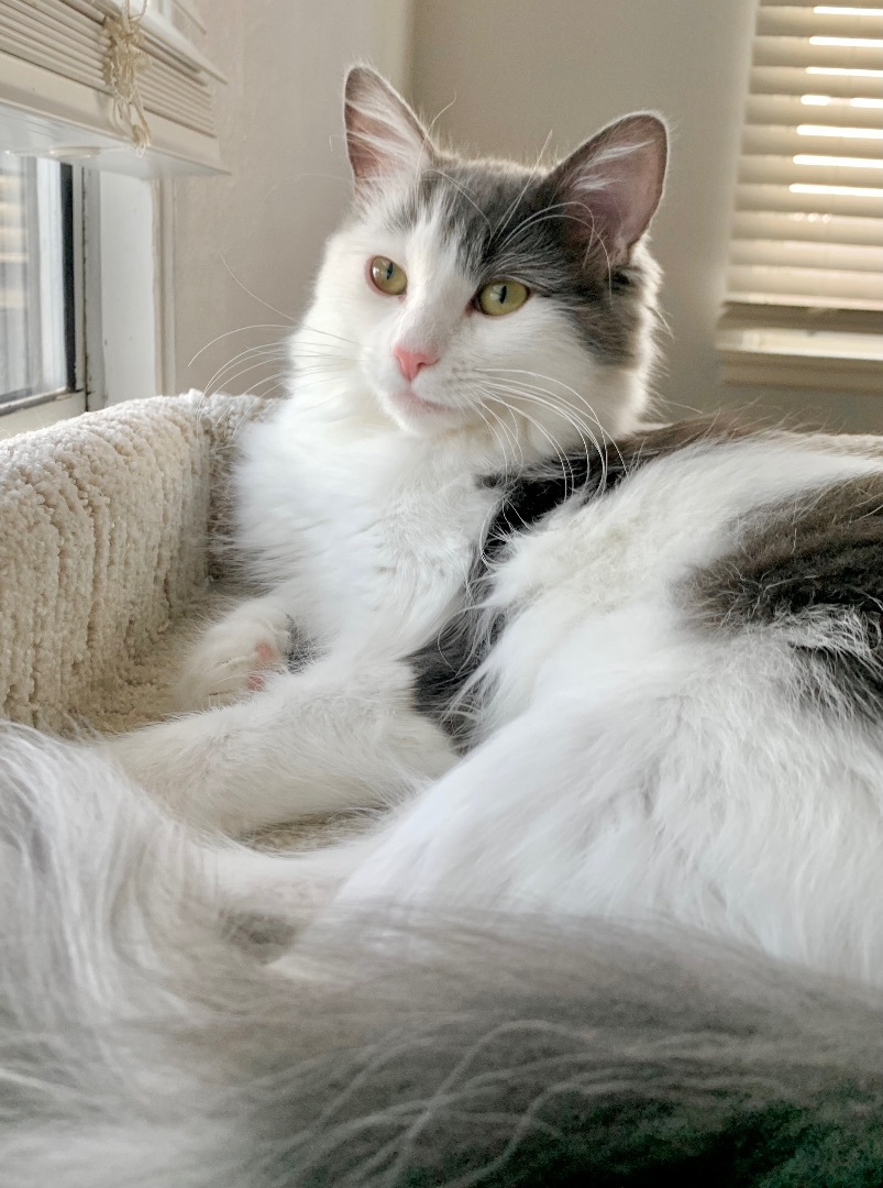 Enlarge Jiya (active, friendly, beautiful), a Adopted Domestic Short Hair in Los Alamitos, CA image 1/4