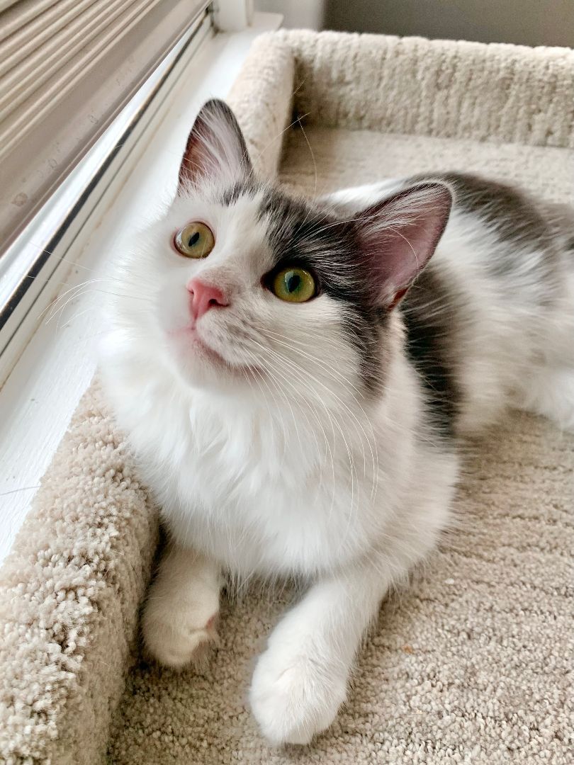 Enlarge Jiya (active, friendly, beautiful), a Adopted Domestic Short Hair in Los Alamitos, CA image 2/4