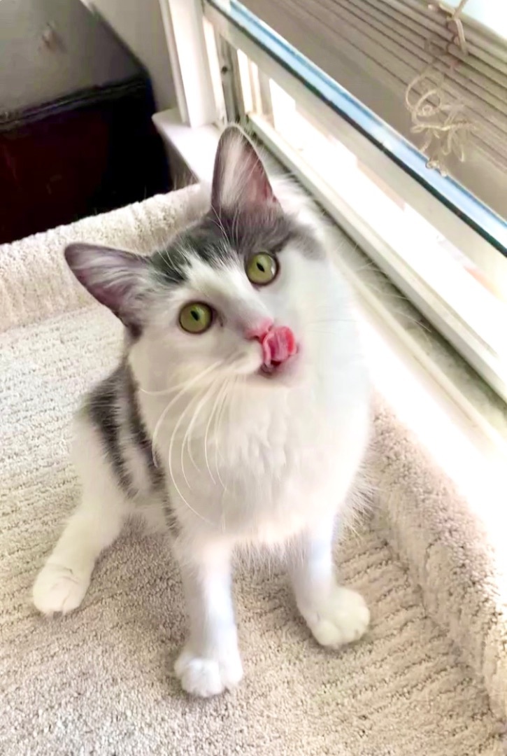 Jiya (active, friendly, beautiful), Adopted, Kitten Female Domestic Short Hair.