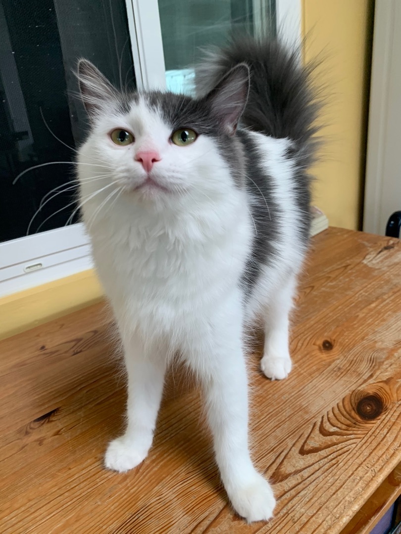 Enlarge Jiya (active, friendly, beautiful), a Adopted Domestic Short Hair in Los Alamitos, CA image 4/4