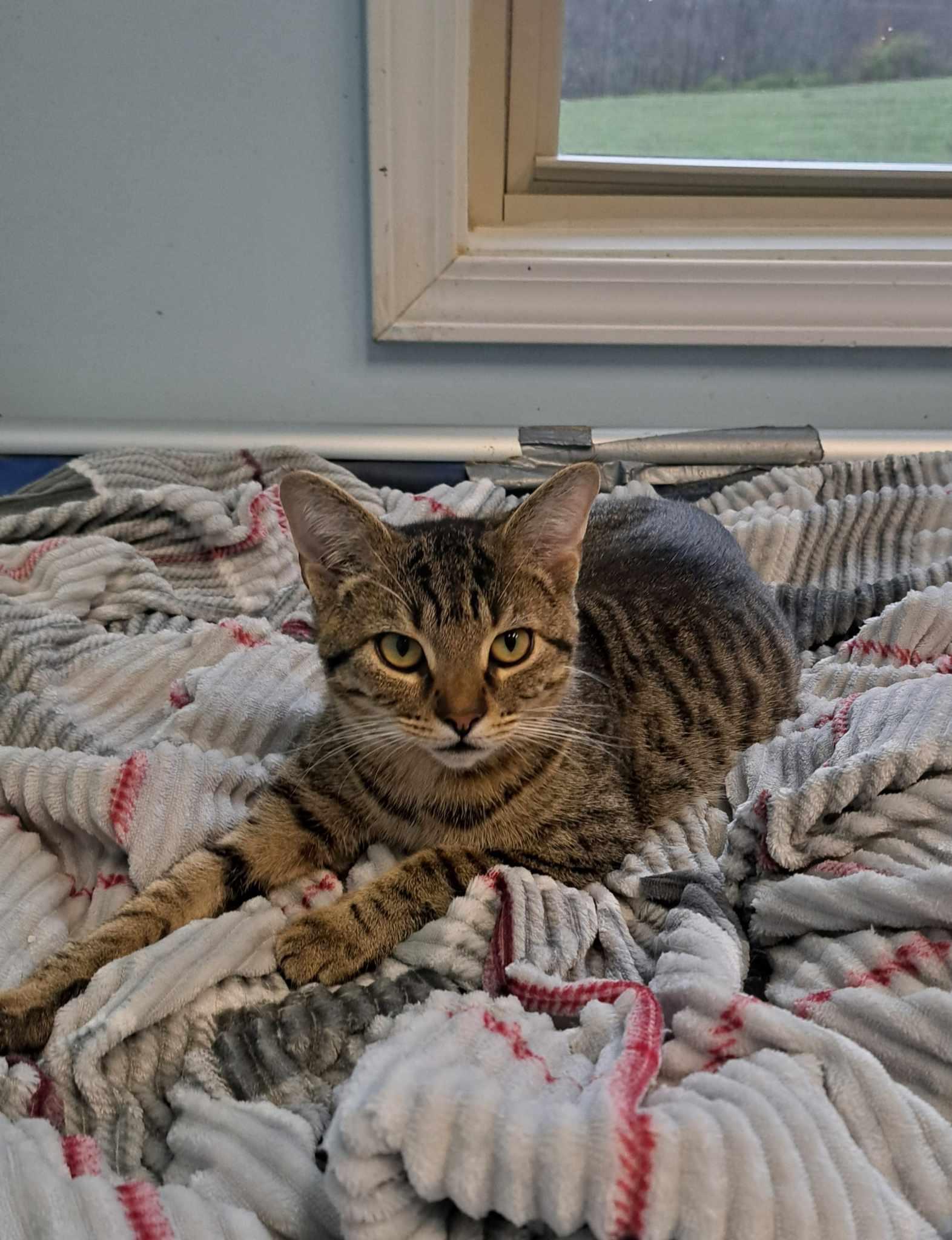 Budget, Adoptable, Young Male Domestic Short Hair.