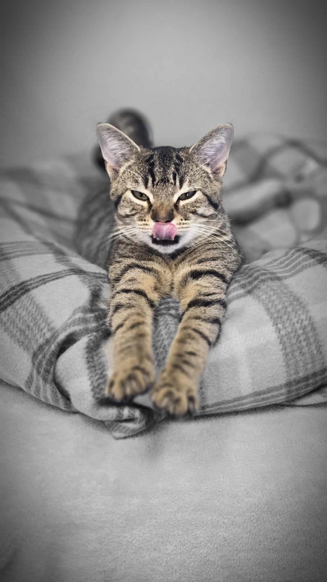 Budget, a Adoptable mixed breed in Shelbyville, KY image 2/4