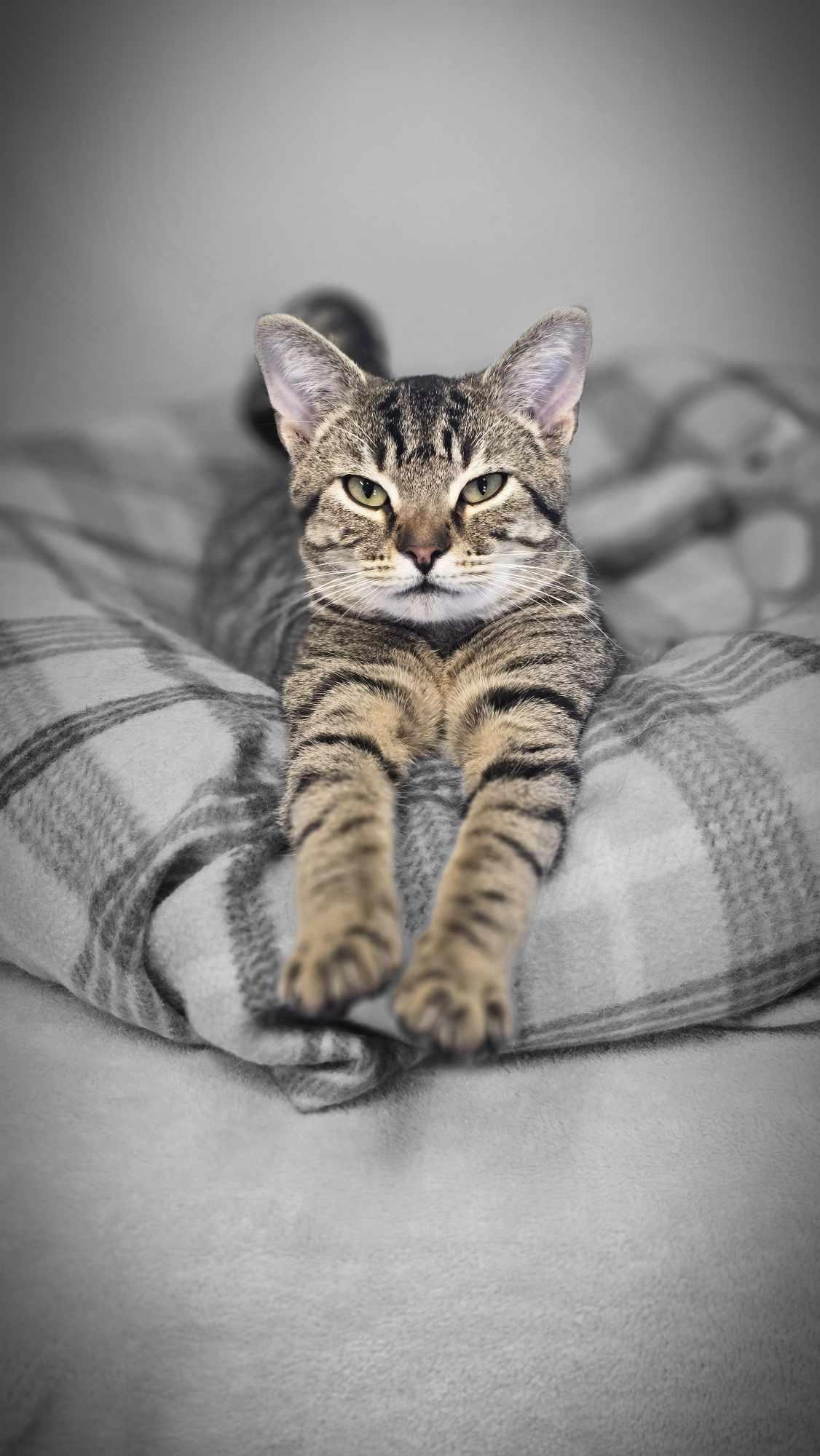 Budget, a Adoptable mixed breed in Shelbyville, KY image 1/4