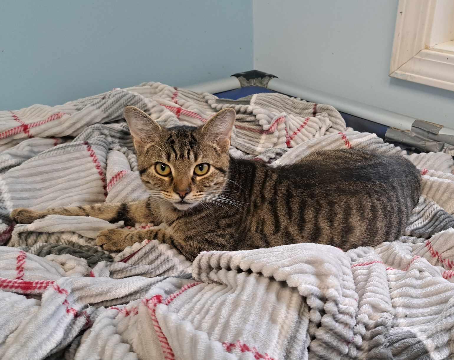 Budget, a Adoptable mixed breed in Shelbyville, KY image 4/4