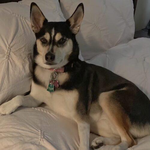 NALA*, Adoptable, Adult Female Husky & Chihuahua.