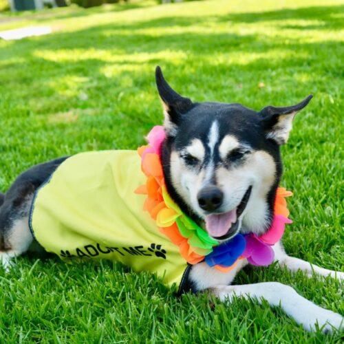 Enlarge NALA*, a Adoptable mixed breed in San Juan Capistrano, CA image 3/6