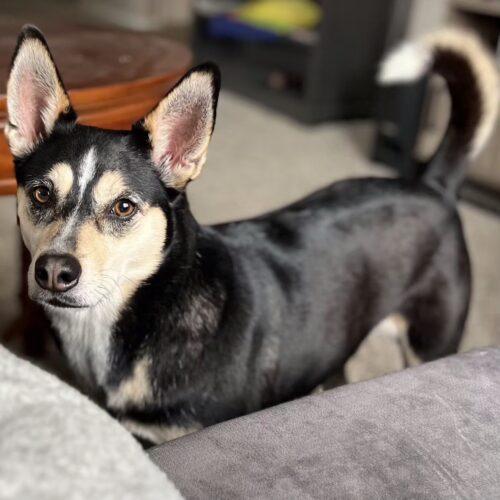 Enlarge NALA*, a Adoptable mixed breed in San Juan Capistrano, CA image 4/6