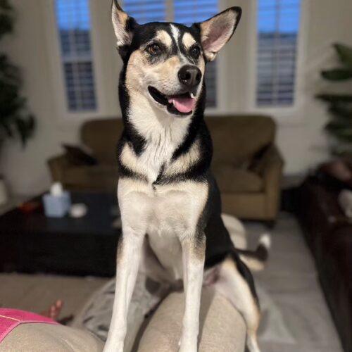 Enlarge NALA*, a Adoptable mixed breed in San Juan Capistrano, CA image 5/6