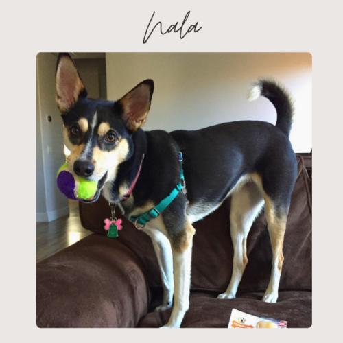 Enlarge NALA*, a Adoptable mixed breed in San Juan Capistrano, CA image 1/6