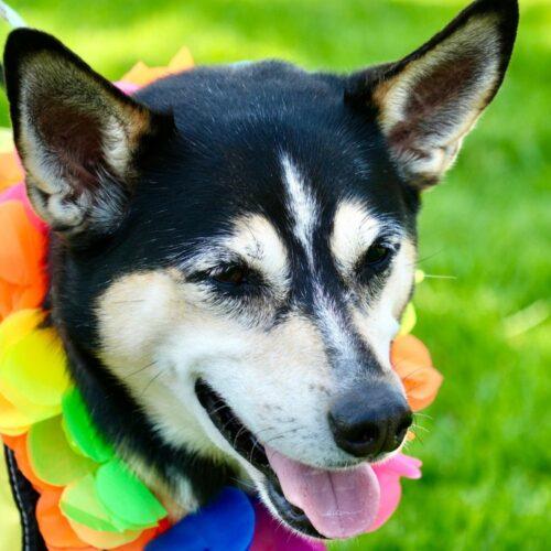 Enlarge NALA*, a Adoptable mixed breed in San Juan Capistrano, CA image 6/6
