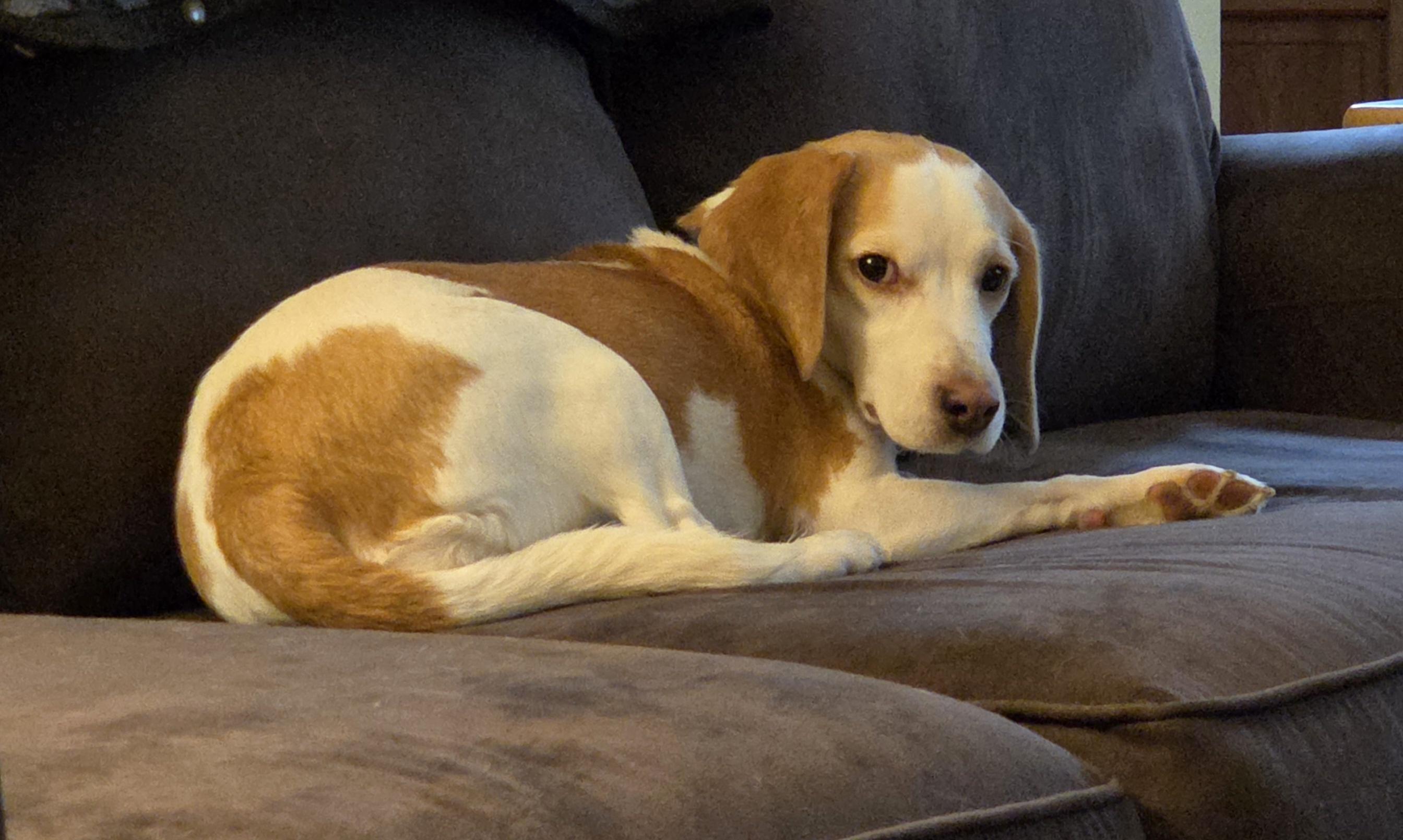 Enlarge Sprinkles, an adopted Beagle in Rensselaer, NY image 2/4