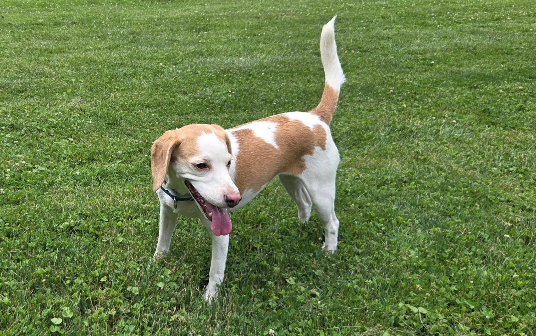 Enlarge Sprinkles, an adopted Beagle in Rensselaer, NY image 3/4