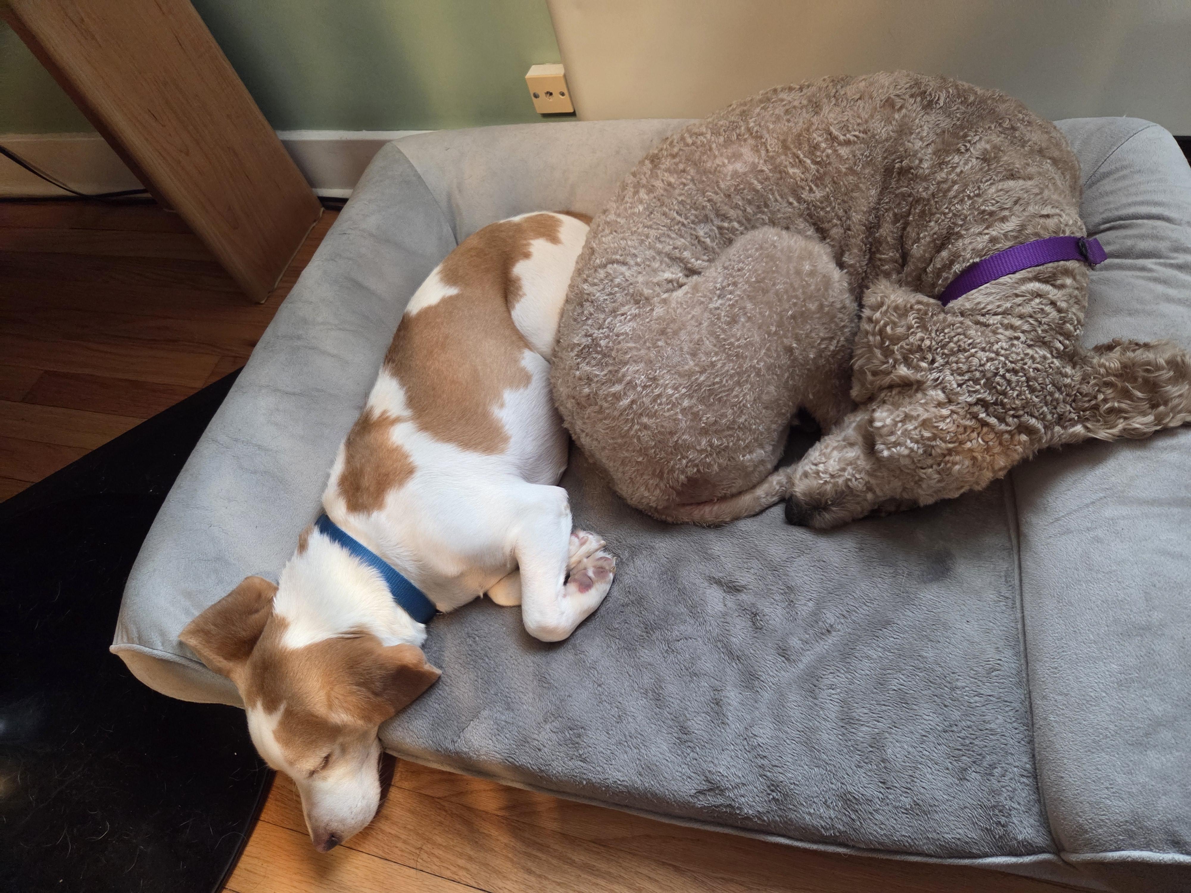 Enlarge Sprinkles, an adopted Beagle in Rensselaer, NY image 4/4