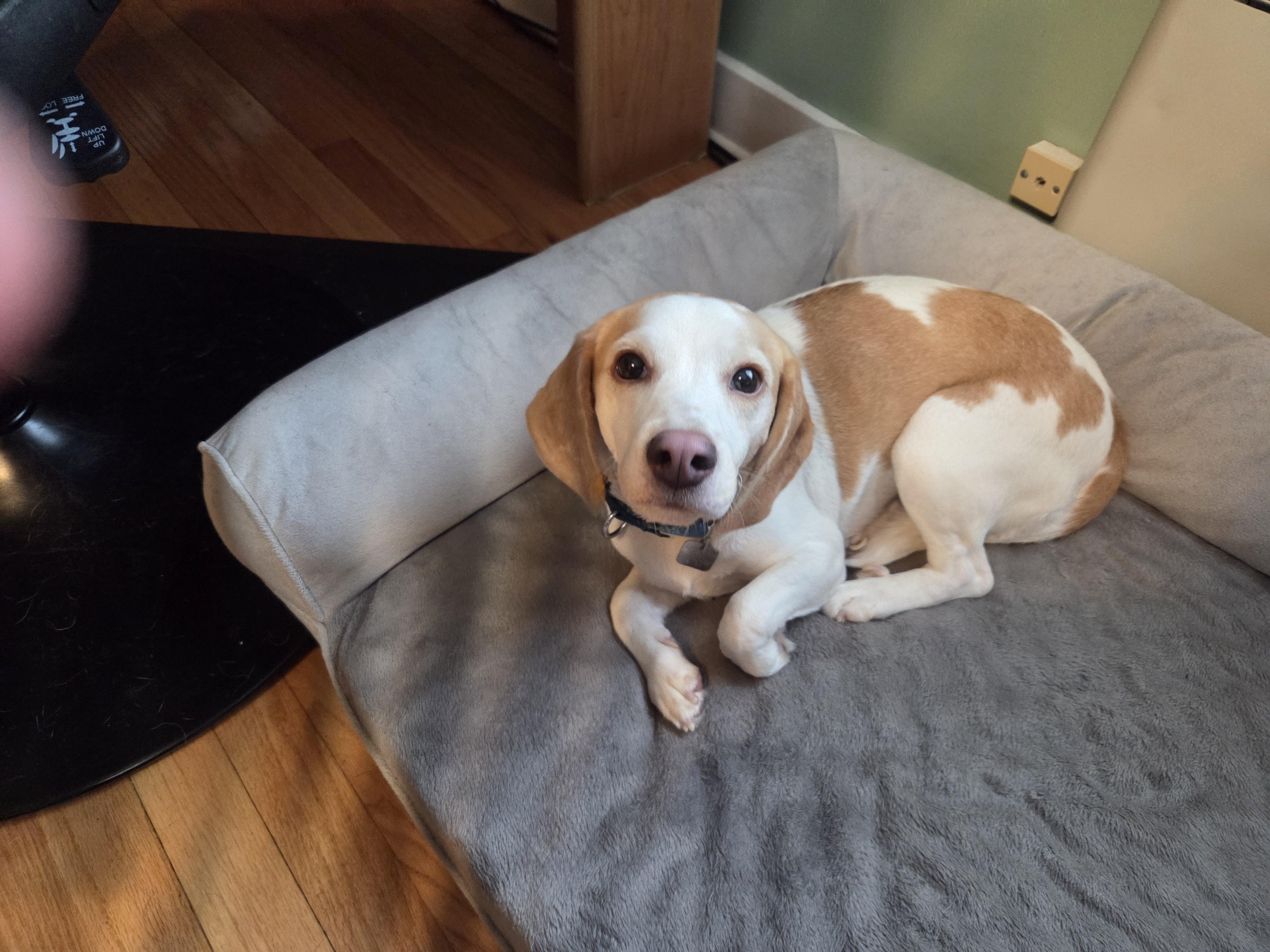 Enlarge Sprinkles, an adopted Beagle in Rensselaer, NY image 1/4