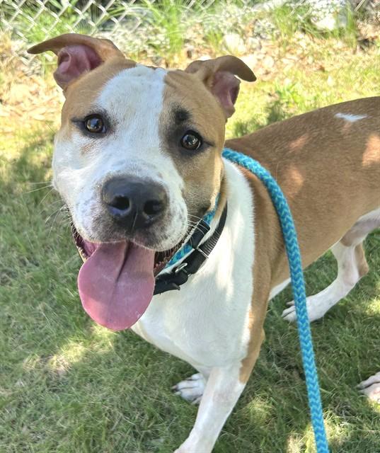 ROSCOE, Adoptable, Adult Male Pit Bull Terrier.