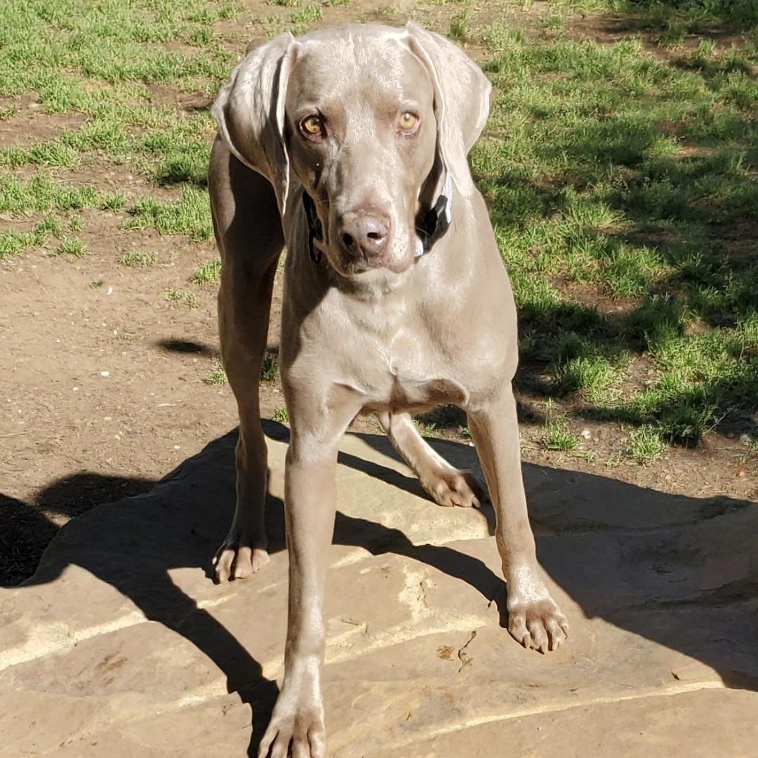 Atticus , a Adoptable Weimaraner in Birmingham, AL image 6/6