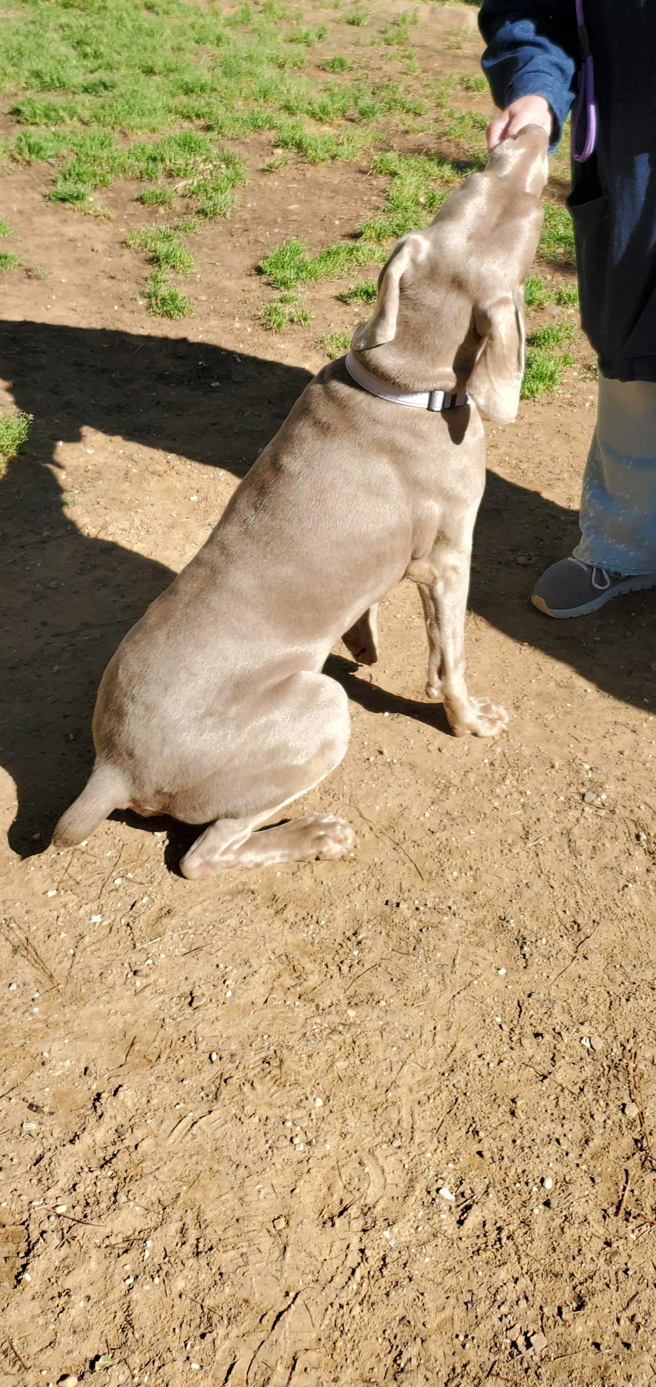 Atticus , a Adoptable Weimaraner in Birmingham, AL image 5/6