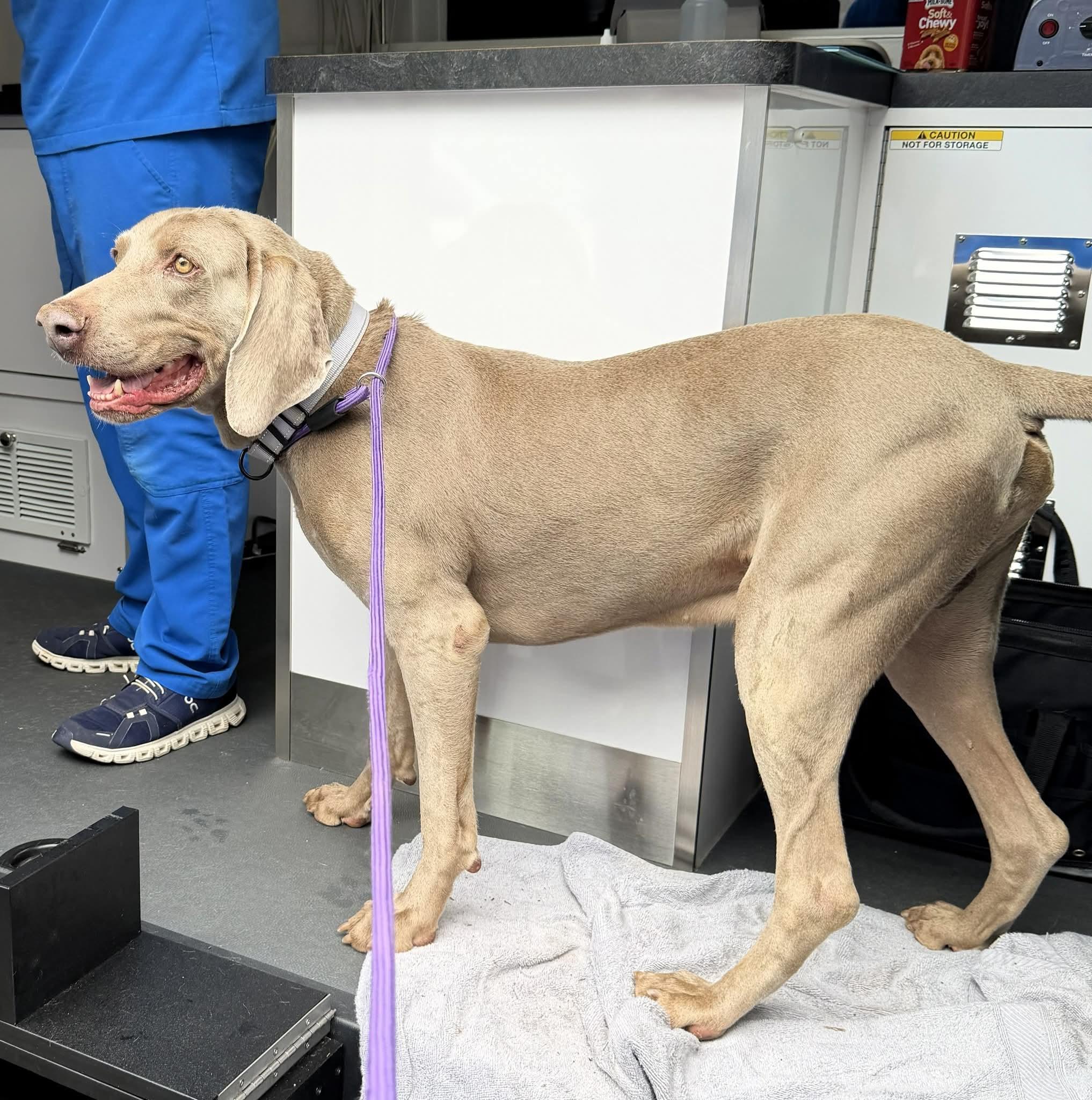 Atticus , Adoptable, Senior Male Weimaraner.